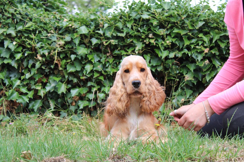 Dream Of Best In Show T'as le look coco