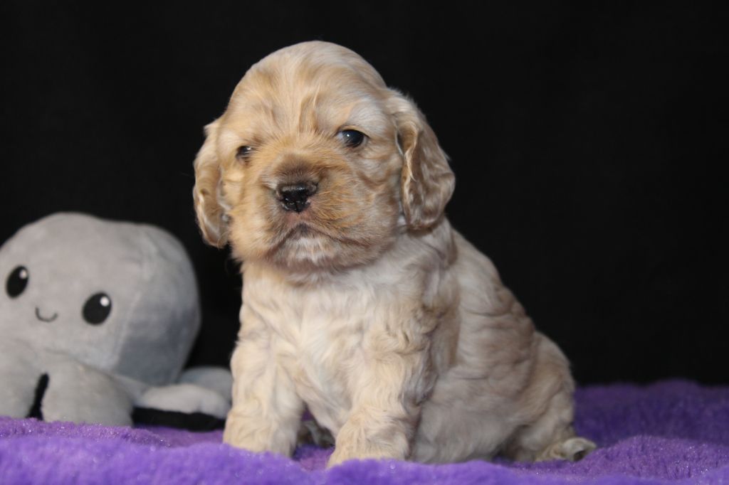 Dream Of Best In Show - Chiot disponible  - American Cocker Spaniel
