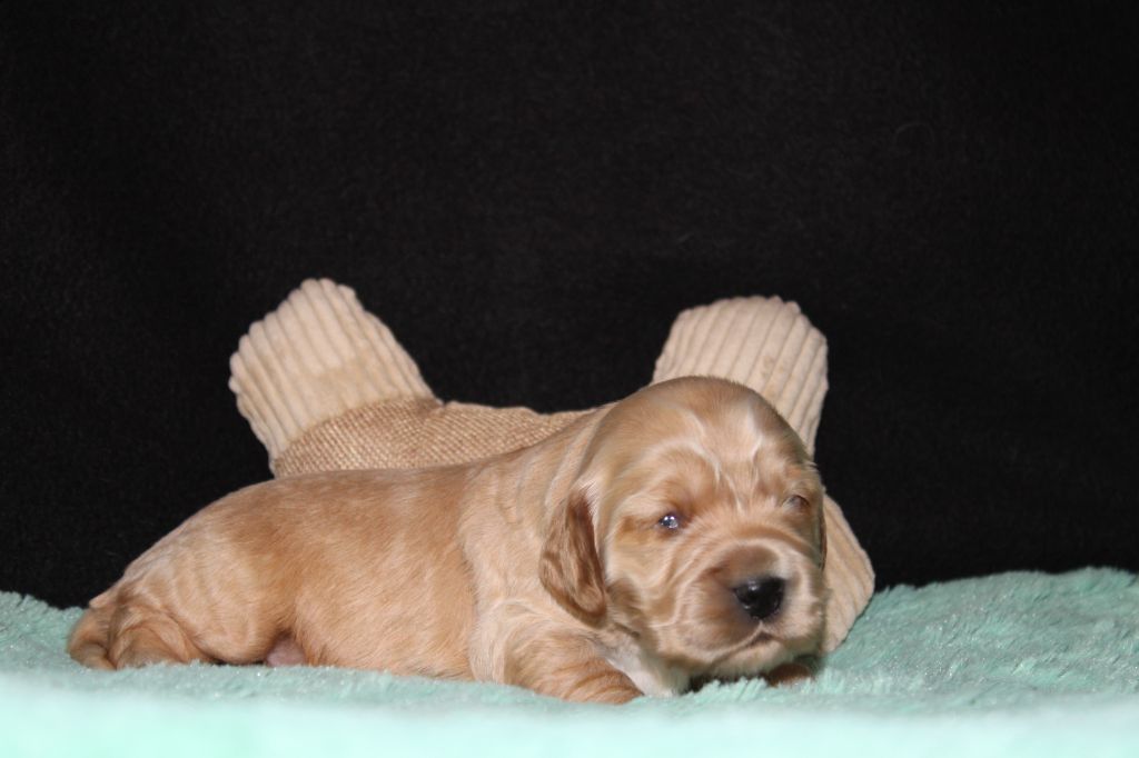 Dream Of Best In Show - Chiot disponible  - Cocker Spaniel Anglais