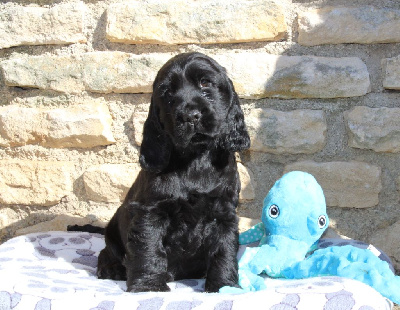 Dream Of Best In Show - Cocker Spaniel Anglais - Portée née le 25/08/2024