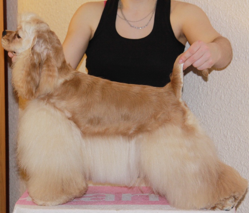 CH. Very Vigie Eclipse imperiale