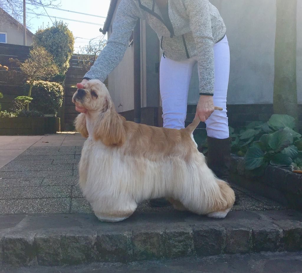 CH. Gentleman jack moser dog
