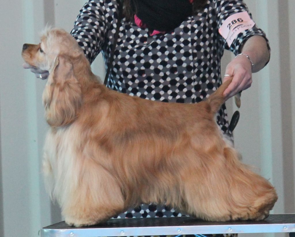 CH. Dream Of Best In Show Now i know