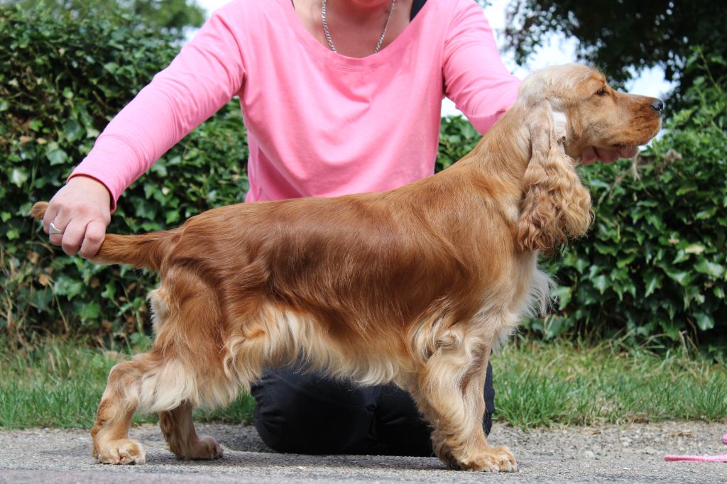 Dream Of Best In Show T'as le look coco