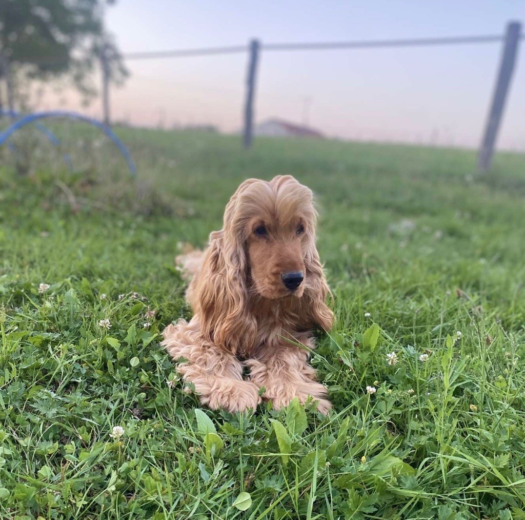 Dream Of Best In Show Valentin