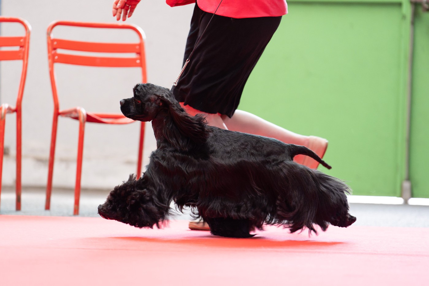 CH. Dream Of Best In Show Vas y francky c'est bon