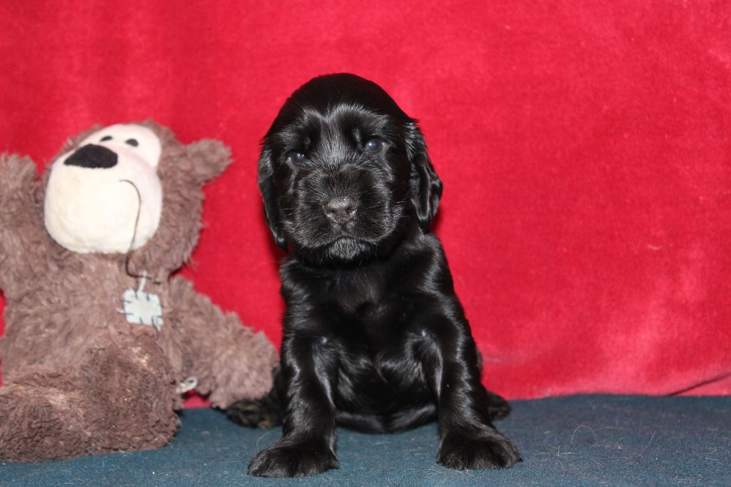 Dream Of Best In Show - Chiots disponibles - Cocker Spaniel Anglais