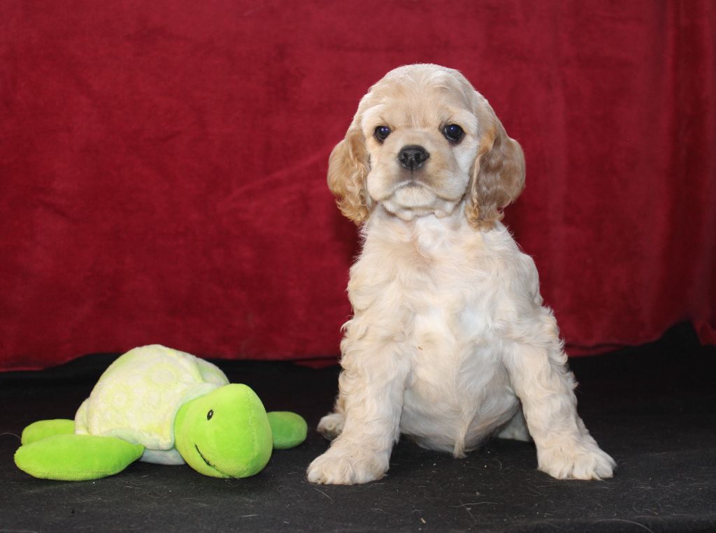 Dream Of Best In Show - Chiots disponibles - American Cocker Spaniel
