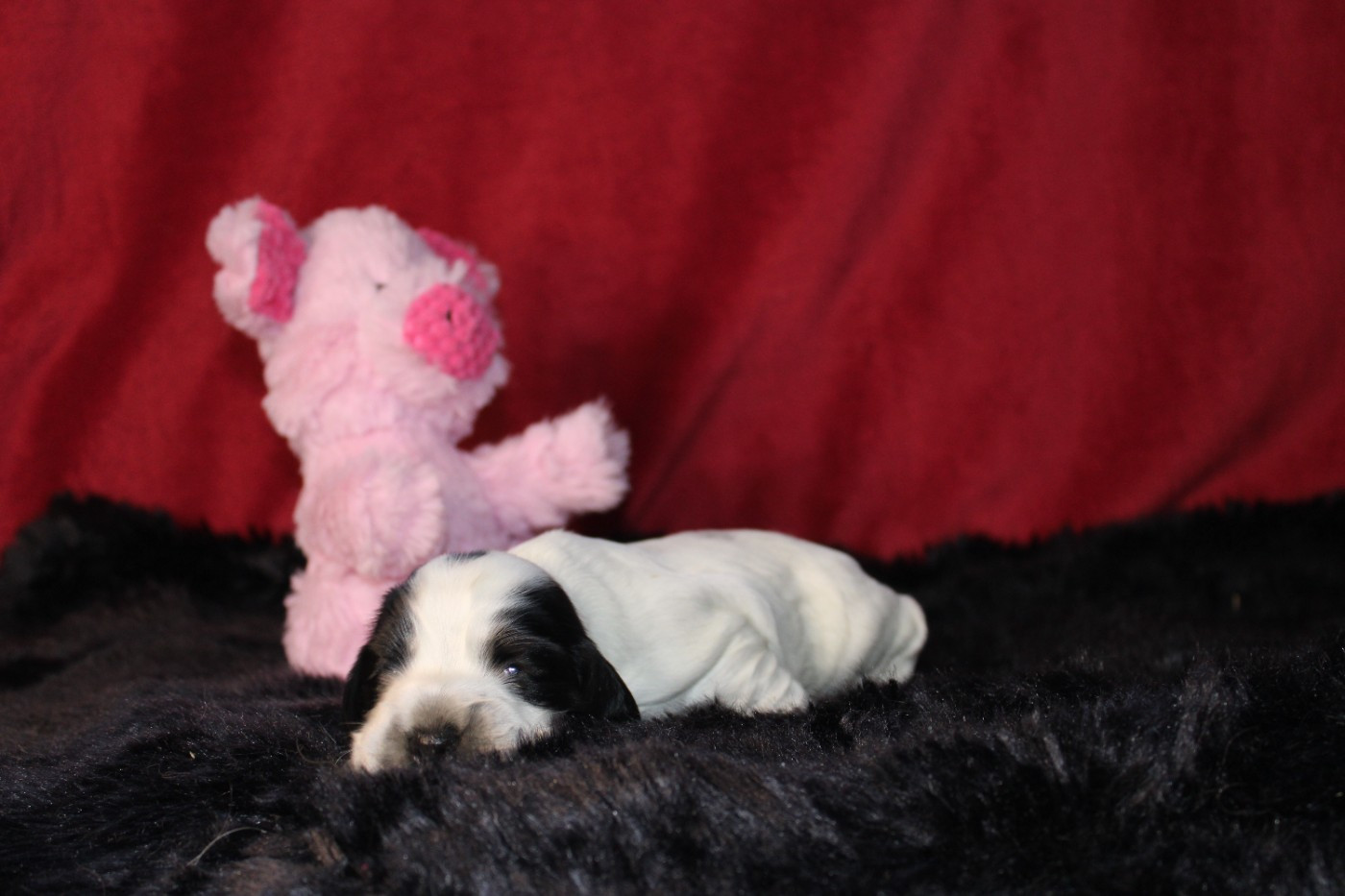 Dream Of Best In Show - Chiots disponibles - Cocker Spaniel Anglais