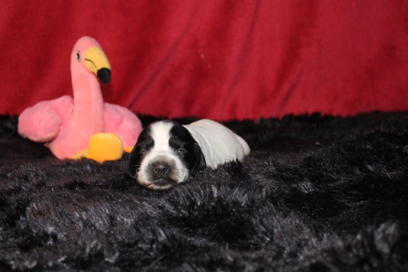 Dream Of Best In Show - Chiots disponibles - Cocker Spaniel Anglais