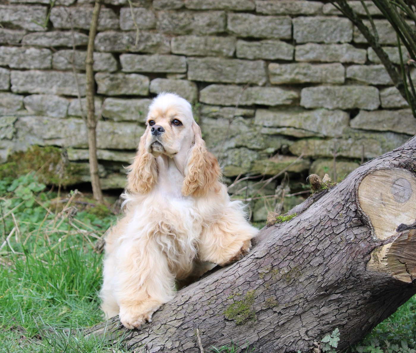 Dream Of Best In Show - Chiots disponibles - American Cocker Spaniel