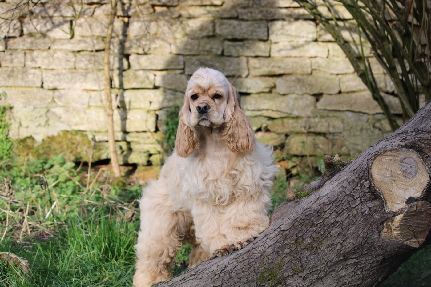 Dream Of Best In Show - Chiots disponibles - American Cocker Spaniel