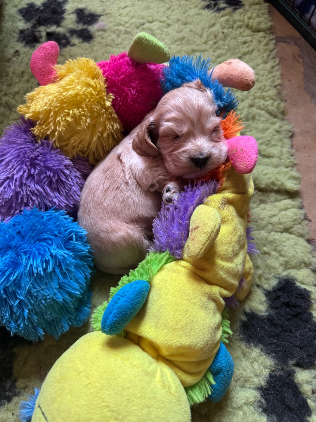 Dream Of Best In Show - Chiots disponibles - Cocker Spaniel Anglais