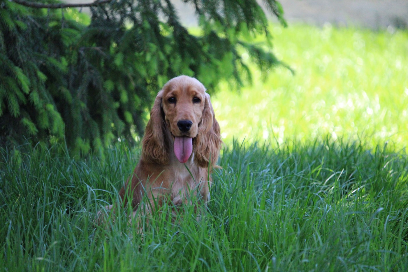 Dream Of Best In Show - Chiots disponibles - Cocker Spaniel Anglais
