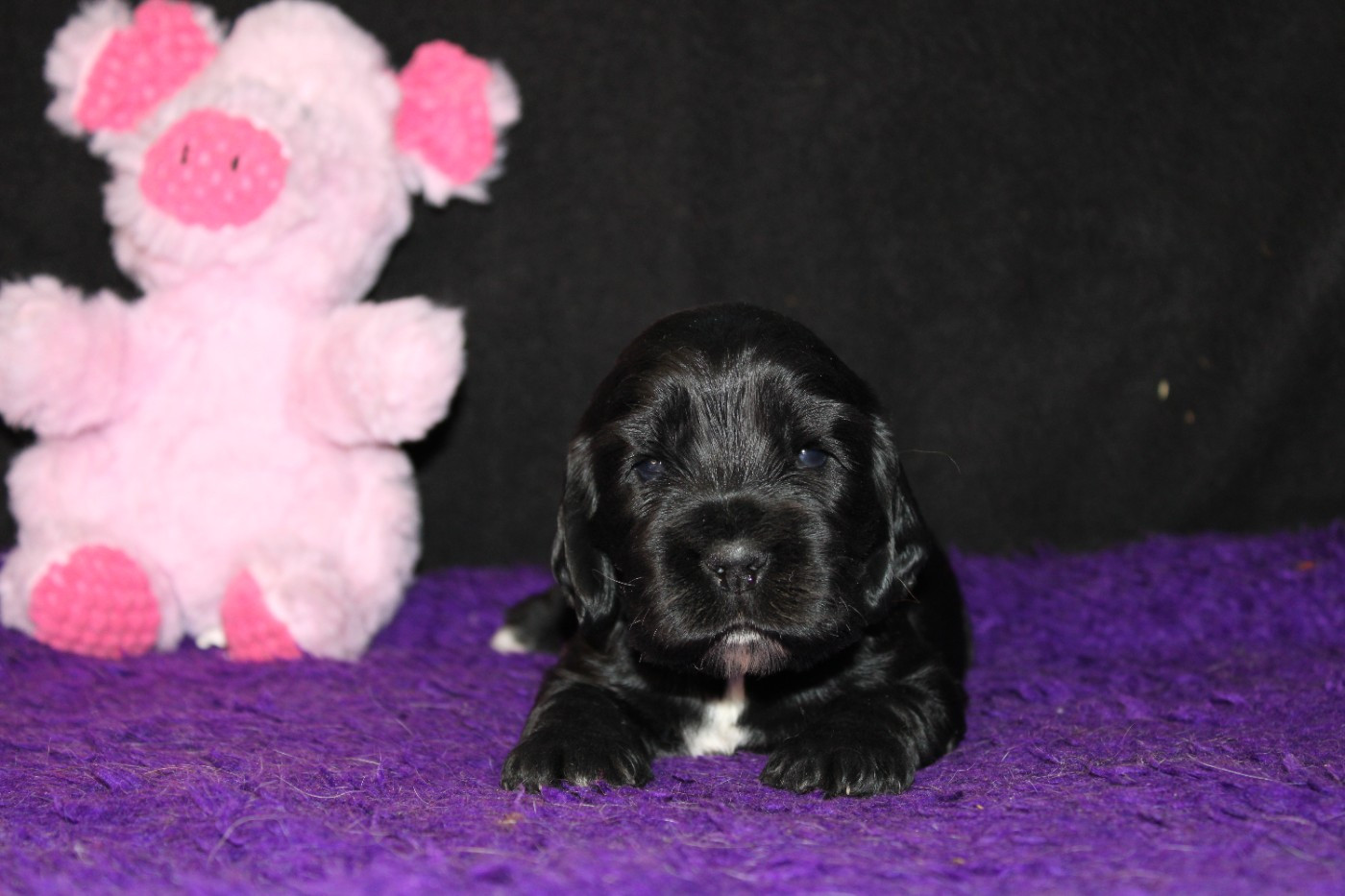 Dream Of Best In Show - Chiots disponibles - Cocker Spaniel Anglais