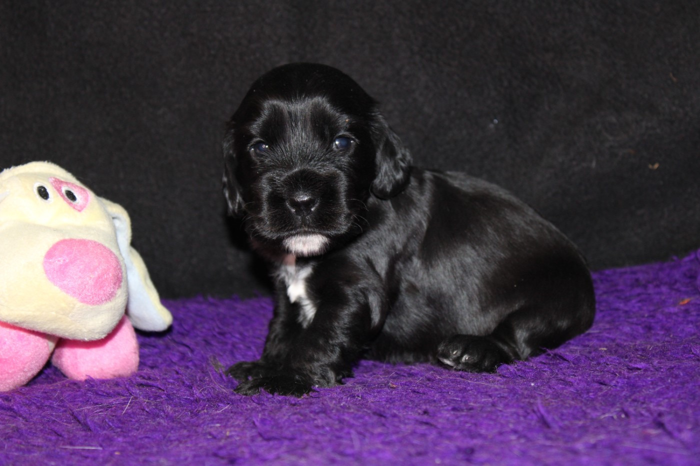 Dream Of Best In Show - Chiots disponibles - Cocker Spaniel Anglais