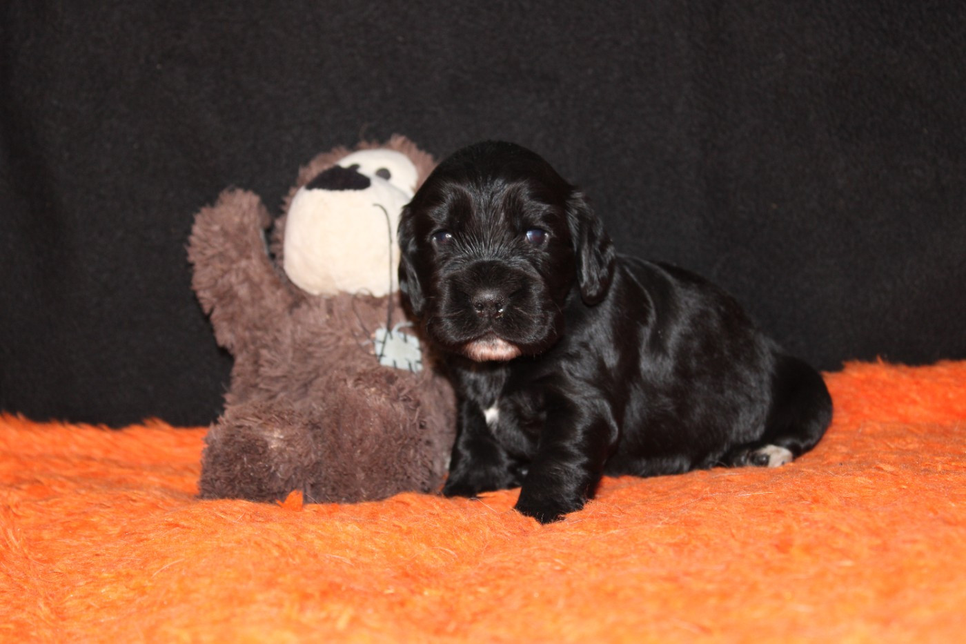 Dream Of Best In Show - Chiots disponibles - Cocker Spaniel Anglais