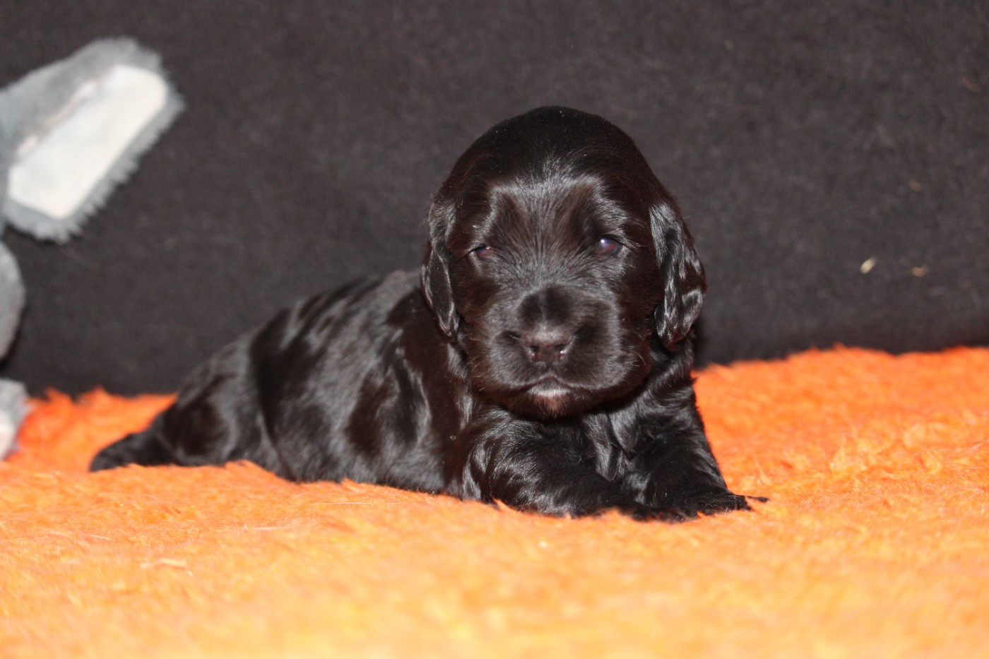 Dream Of Best In Show - Chiots disponibles - Cocker Spaniel Anglais