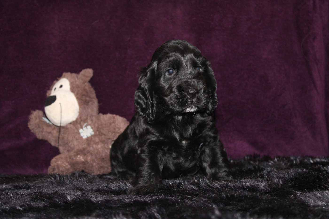 Dream Of Best In Show - Chiots disponibles - Cocker Spaniel Anglais
