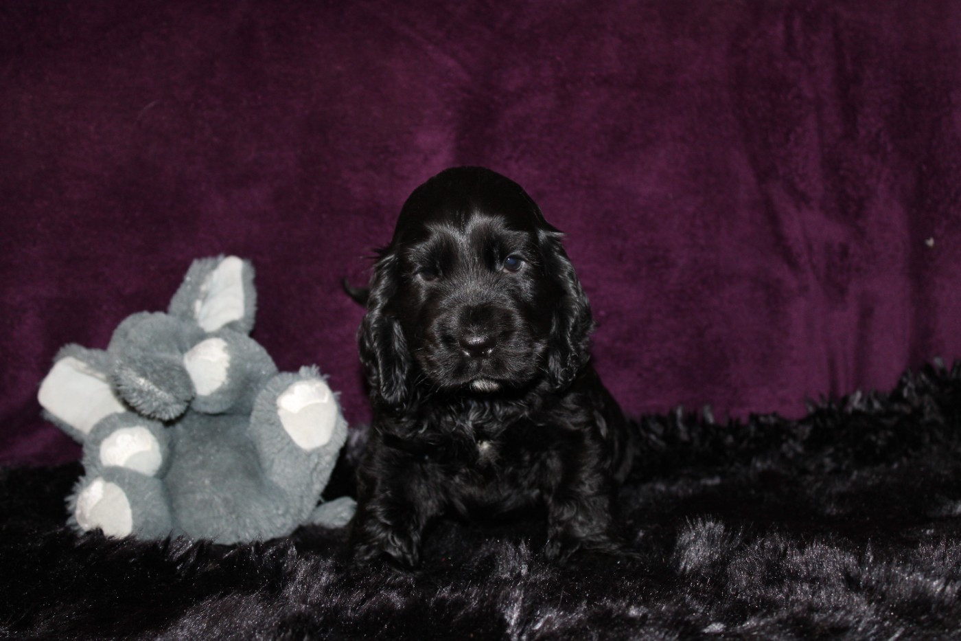 Dream Of Best In Show - Chiots disponibles - Cocker Spaniel Anglais