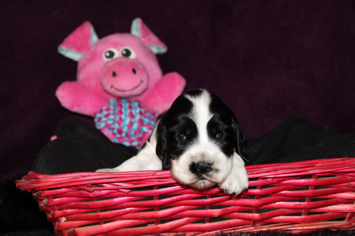 Dream Of Best In Show - Chiots disponibles - Cocker Spaniel Anglais