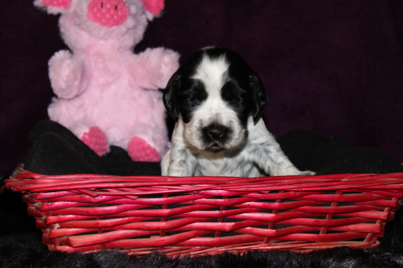 Dream Of Best In Show - Chiots disponibles - Cocker Spaniel Anglais