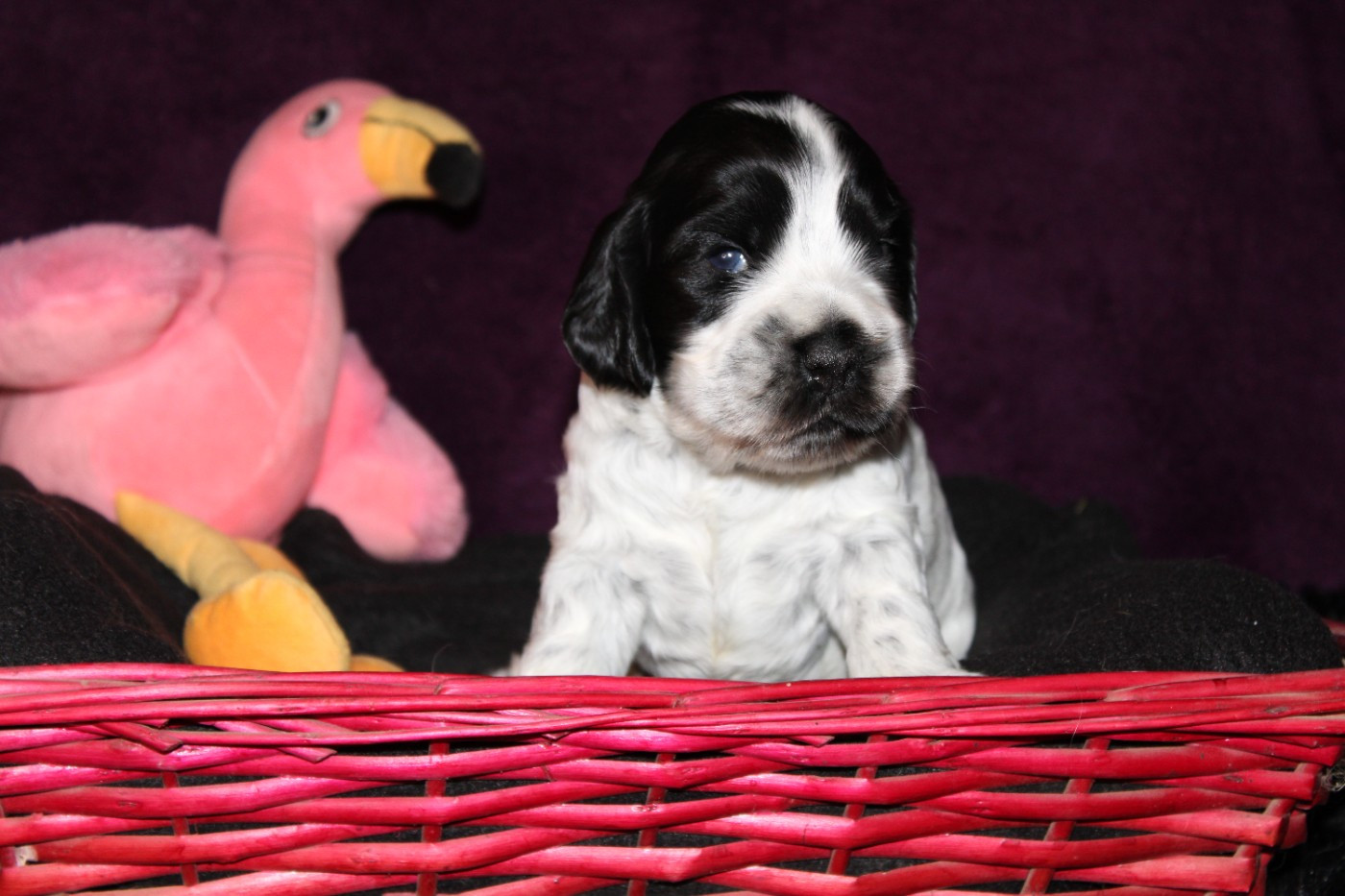 Dream Of Best In Show - Chiots disponibles - Cocker Spaniel Anglais