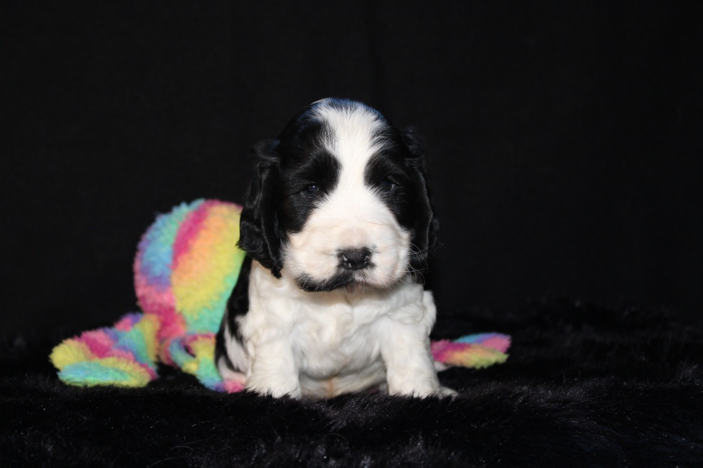 Dream Of Best In Show - Chiots disponibles - Cocker Spaniel Anglais