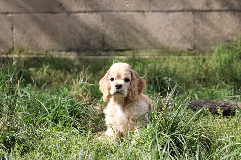 Dream Of Best In Show - Chiots disponibles - American Cocker Spaniel