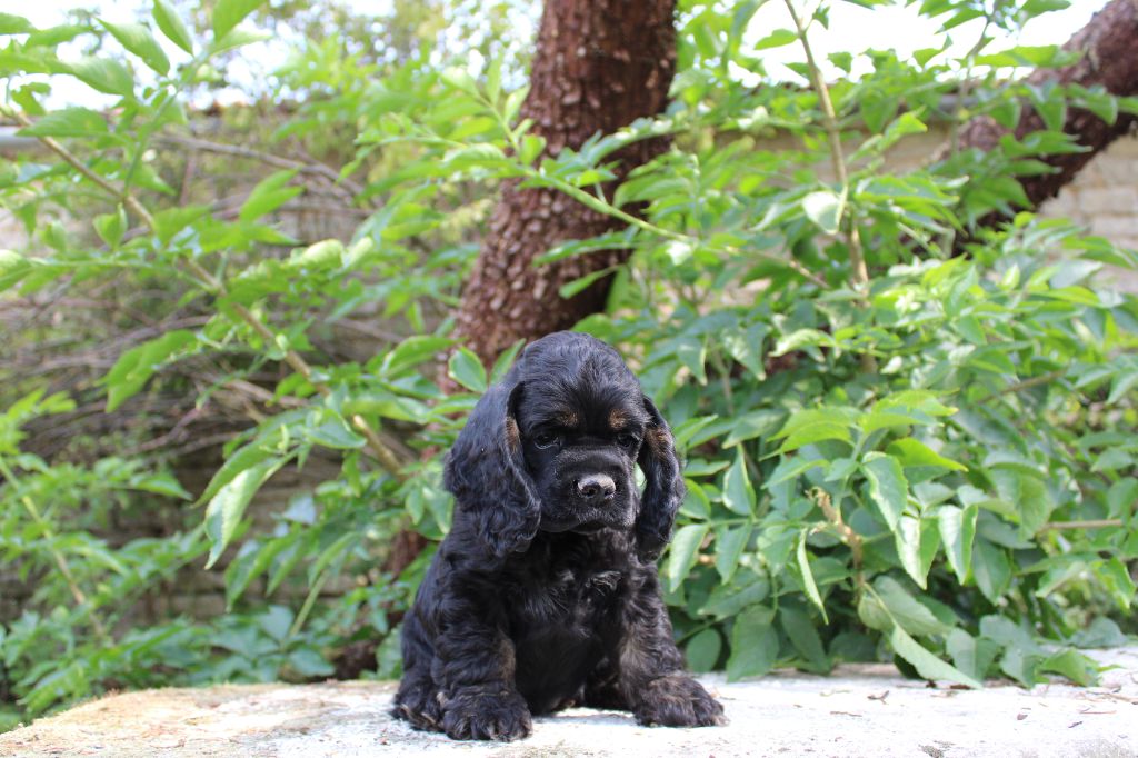 Dream Of Best In Show - Chiots disponibles - American Cocker Spaniel