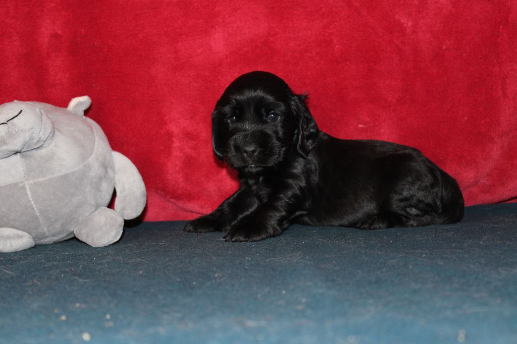 Dream Of Best In Show - Chiots disponibles - Cocker Spaniel Anglais