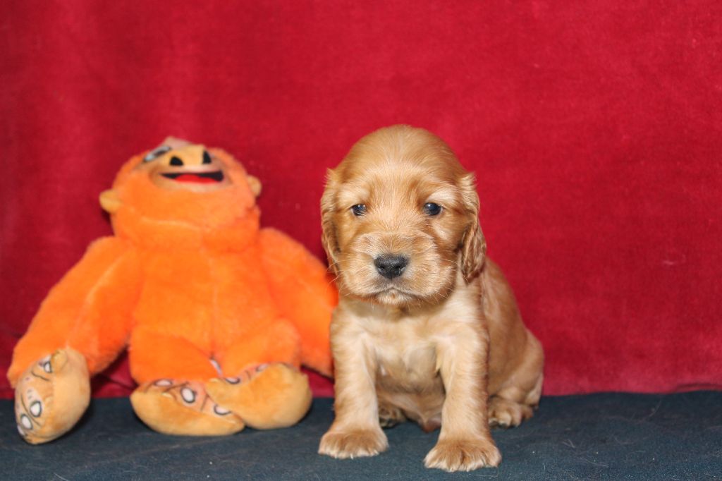 Dream Of Best In Show - Chiots disponibles - Cocker Spaniel Anglais