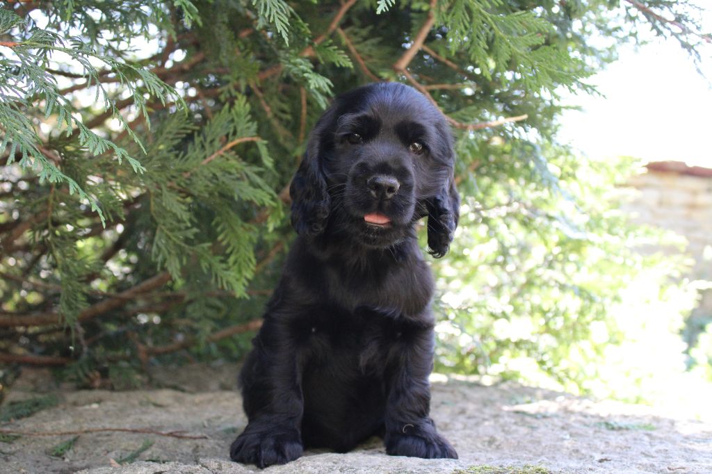 Dream Of Best In Show - Chiots disponibles - Cocker Spaniel Anglais