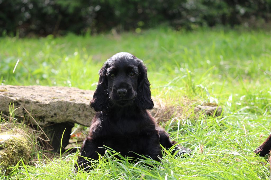 Dream Of Best In Show - Chiots disponibles - Cocker Spaniel Anglais