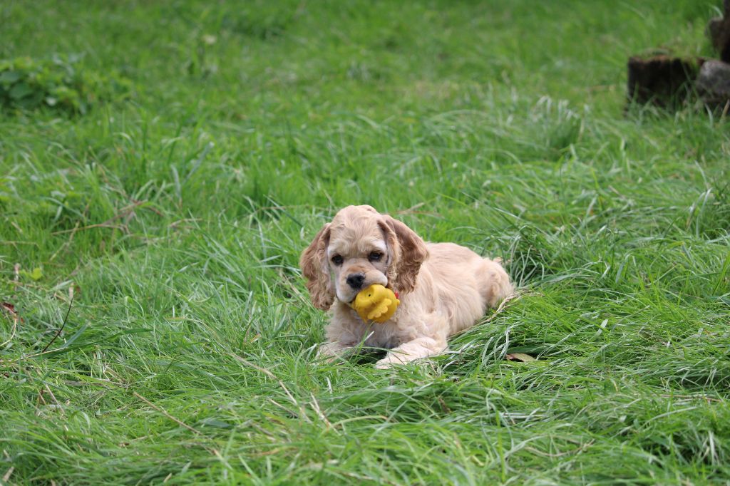 Dream Of Best In Show - Chiots disponibles - American Cocker Spaniel