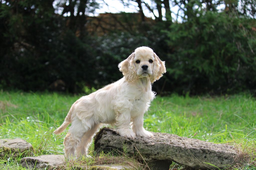 Dream Of Best In Show - Chiots disponibles - American Cocker Spaniel