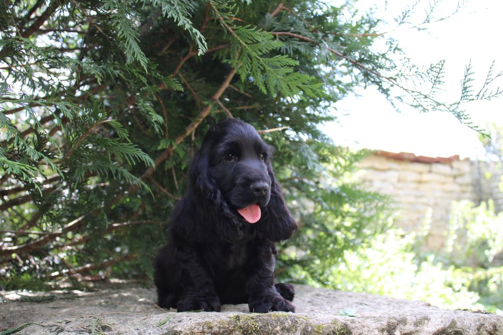 Dream Of Best In Show - Chiots disponibles - Cocker Spaniel Anglais