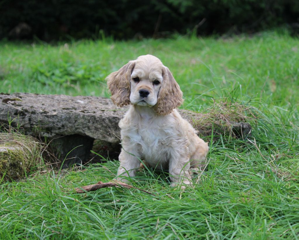 Dream Of Best In Show - Chiots disponibles - American Cocker Spaniel