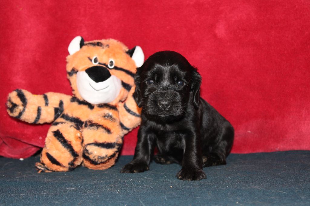 Dream Of Best In Show - Chiots disponibles - Cocker Spaniel Anglais