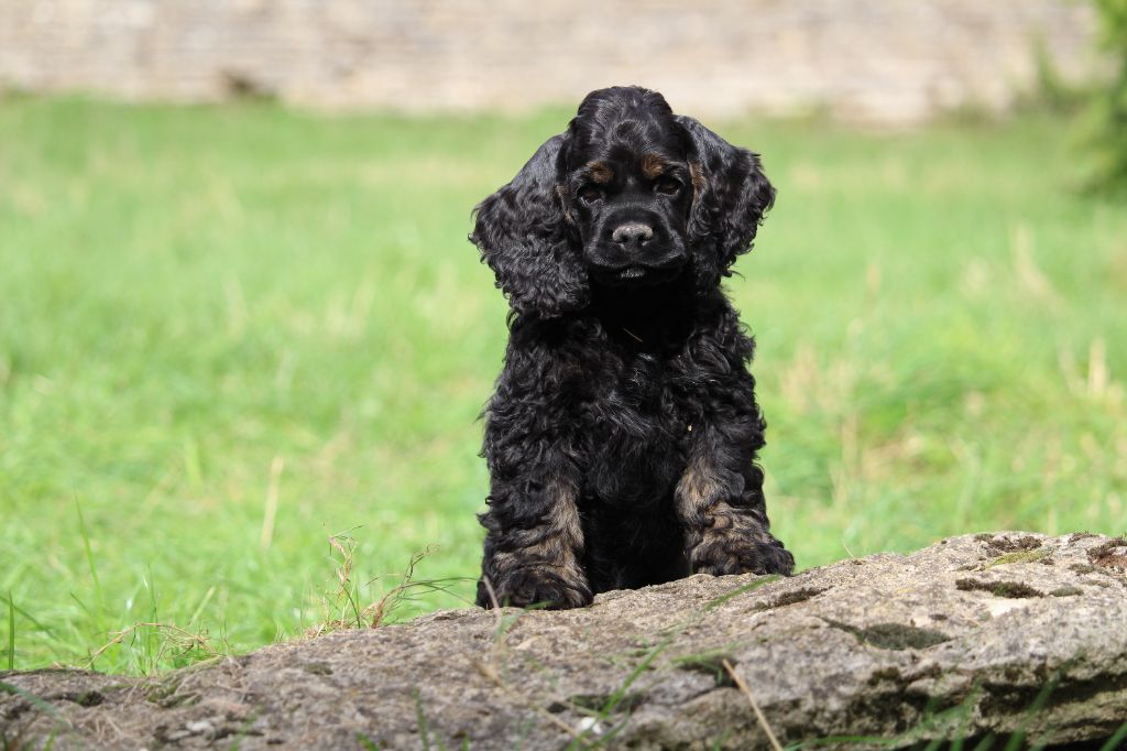 Dream Of Best In Show - Chiots disponibles - American Cocker Spaniel