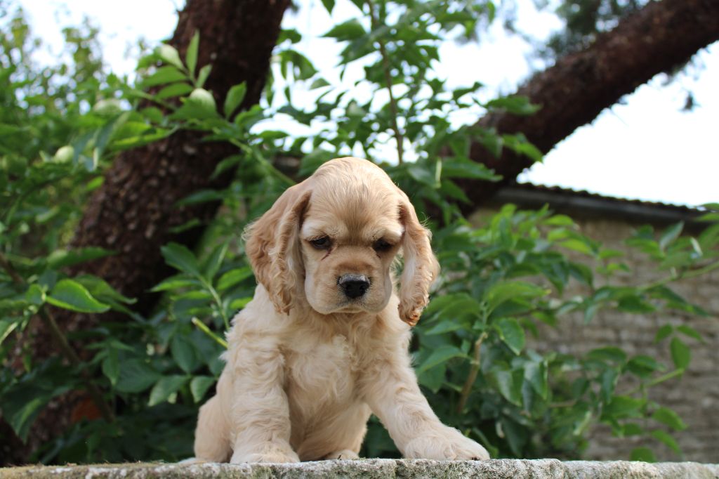 Dream Of Best In Show - Chiots disponibles - American Cocker Spaniel