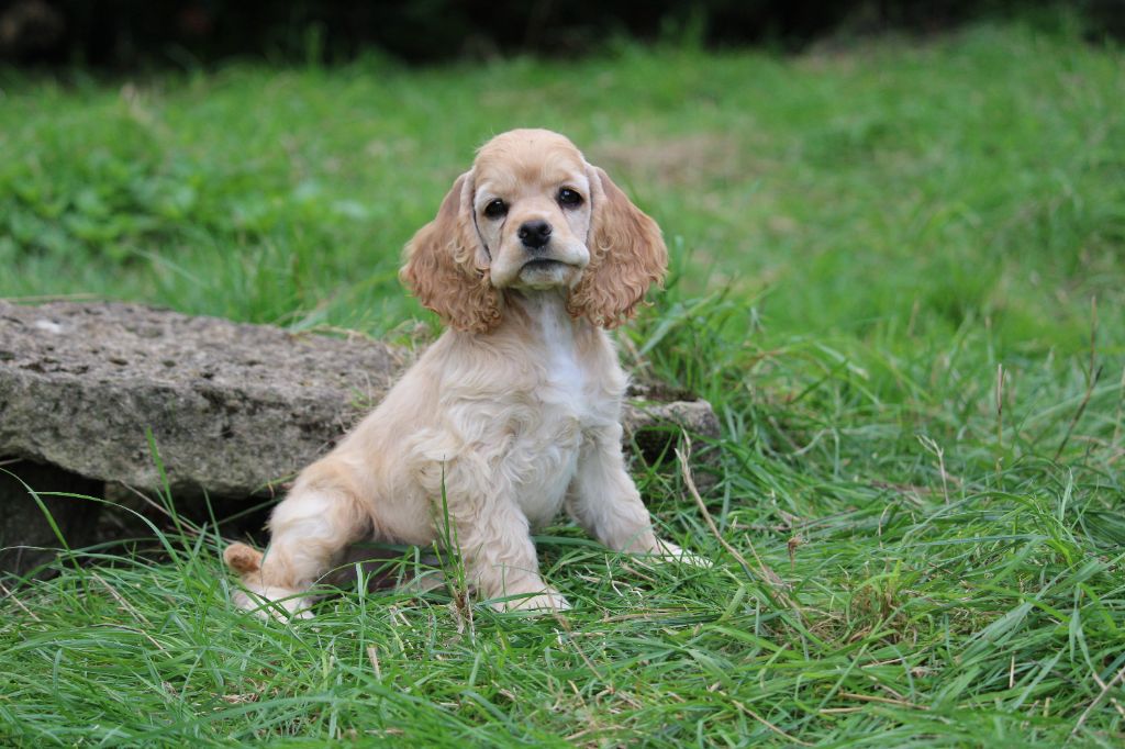 Dream Of Best In Show - Chiots disponibles - American Cocker Spaniel