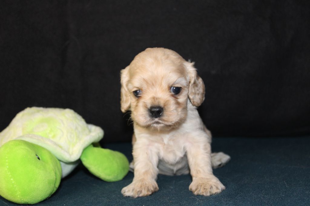 Dream Of Best In Show - Chiots disponibles - American Cocker Spaniel