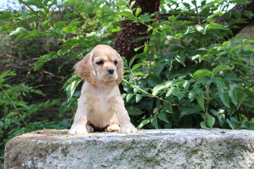 Dream Of Best In Show - Chiots disponibles - American Cocker Spaniel