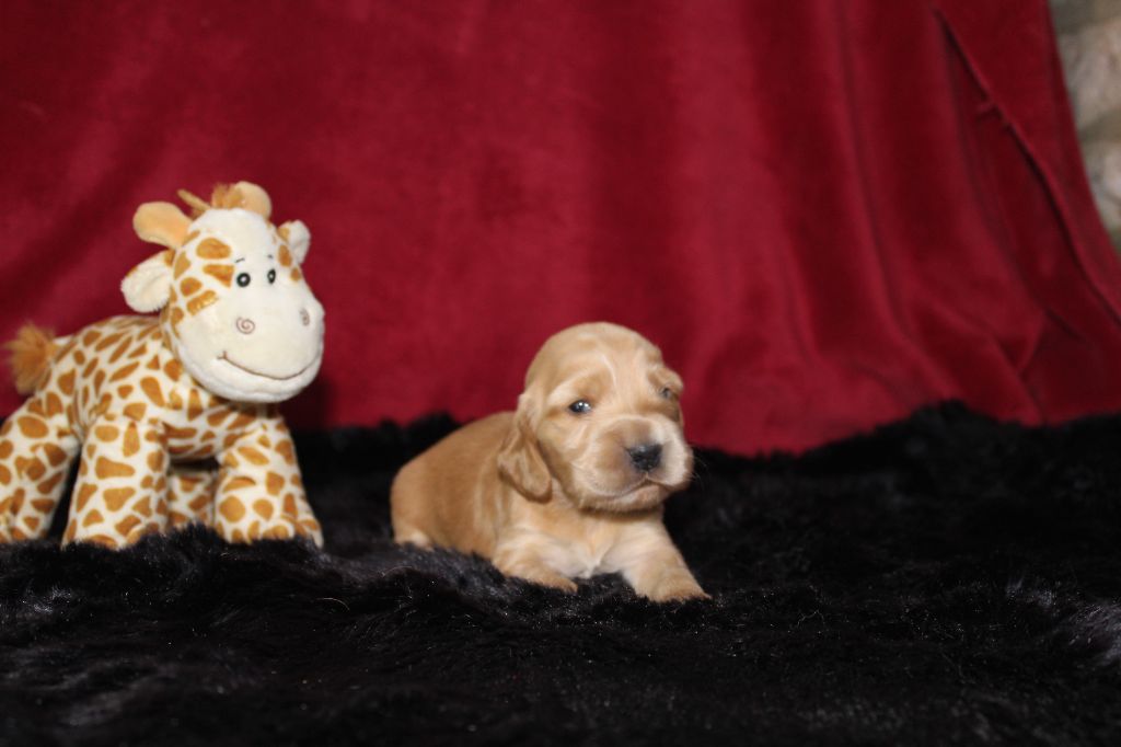 Dream Of Best In Show - Chiots disponibles - Cocker Spaniel Anglais