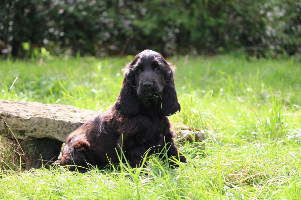 Dream Of Best In Show - Chiots disponibles - Cocker Spaniel Anglais