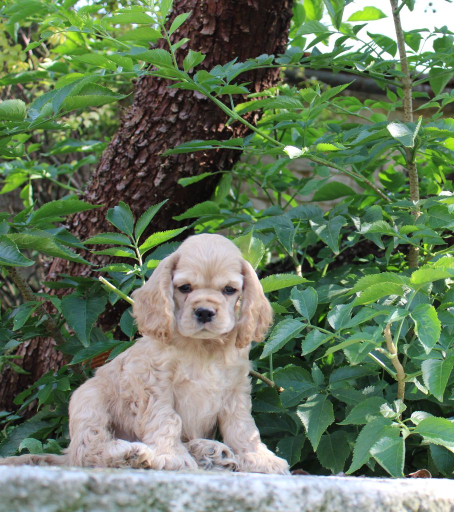 Dream Of Best In Show - Chiots disponibles - American Cocker Spaniel
