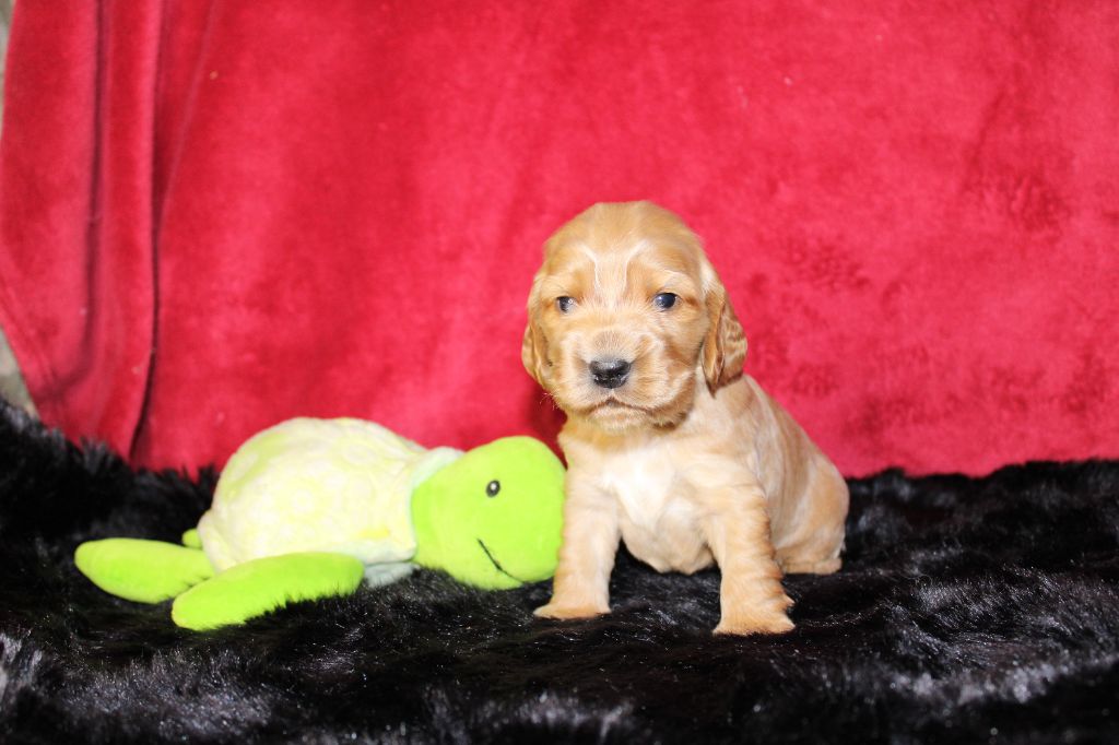 Dream Of Best In Show - Cocker Spaniel Anglais - Portée née le 30/10/2025