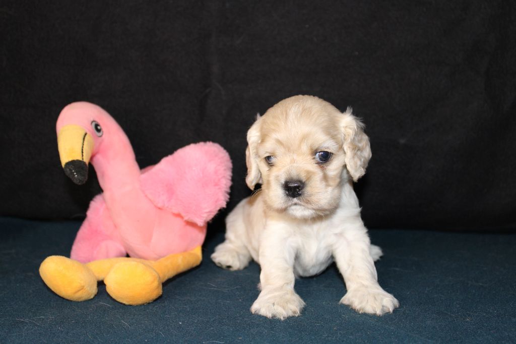 Dream Of Best In Show - Chiots disponibles - American Cocker Spaniel