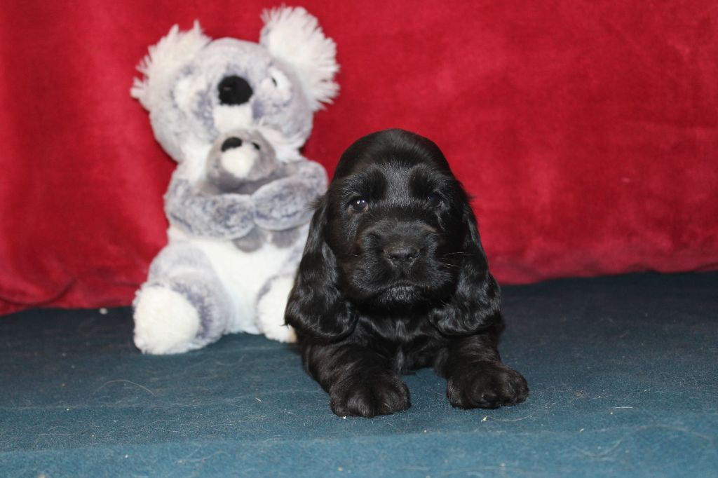 Dream Of Best In Show - Chiots disponibles - Cocker Spaniel Anglais